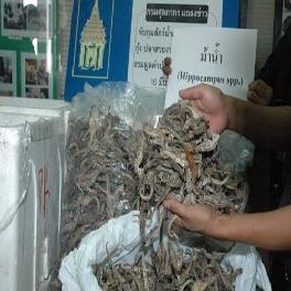 Dried Seahorse /Hippocampus